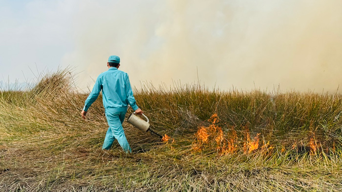 Controlled burn on Zone A1, Tram Chim National Park