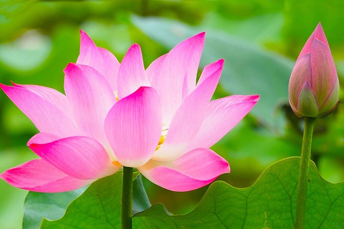 Lotus dream